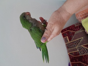 Papagali calugari blanzi - imagine 4