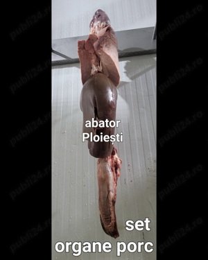 Carne porc românesc în carcasa cu șorici pârlit , minim jumătate , producător local abator autorizat - imagine 4