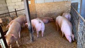 porci 100-200 kg - imagine 2