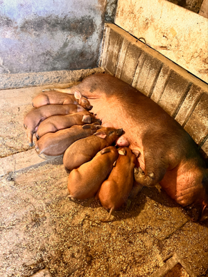 Purcei Duroc pur - imagine 2