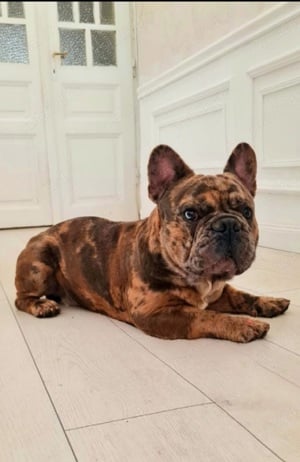 Mascul Disponibil Bulldog Francez - imagine 4