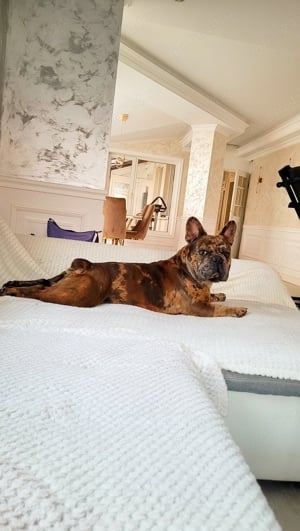 Mascul Disponibil Bulldog Francez - imagine 5