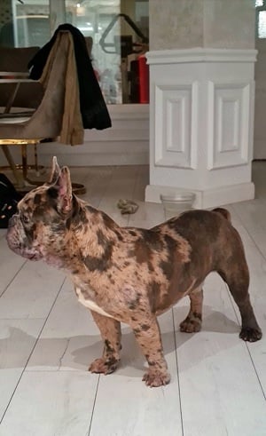 Mascul Disponibil Bulldog Francez - imagine 6