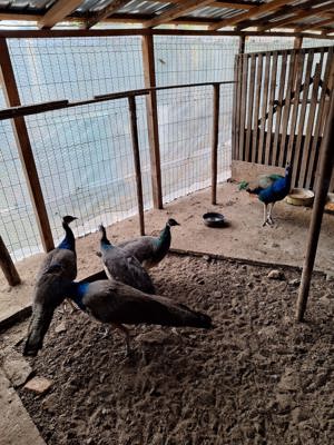 de vânzare  - imagine 3