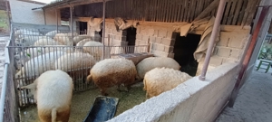 vand mangalița  - imagine 2