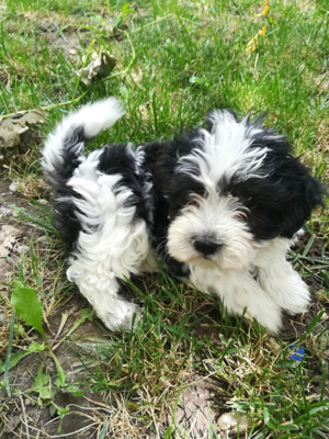 bichon havanesse fetita - imagine 2