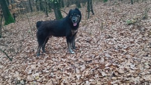 Vand câine ciobănesc  - imagine 3