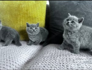 British shorthair blue