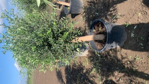 Maslin  Arberquino rezistenți până la -15 - imagine 2