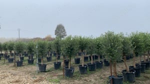 Maslin  Arberquino rezistenți până la -15