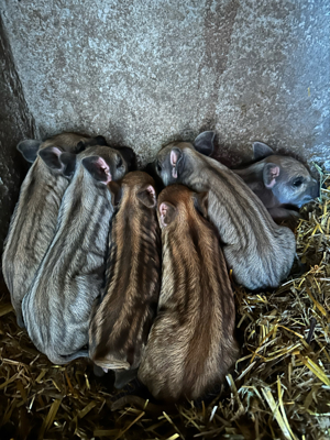 Vand purcei mangalita  - imagine 2