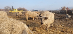 Vind porci mangalita 