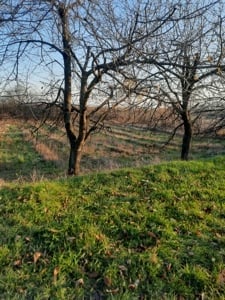 520 mp teren intravilan comuna Tutora, jud Iasi. 15 km de Iasi.