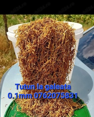 Tutun de calitate superioara 0.1mm galben auriu tarie medie fara miros sau gust urat vindem calitate