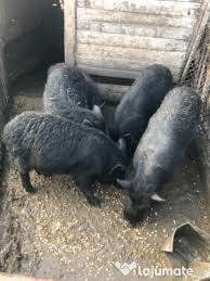 Vand porci vietnamezi si mistreti cu vietnamezi  - imagine 2 Vand porci vietnamezi si mistreti cu vietnamezi  - imagine 2