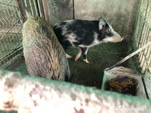 Vand porci vietnamezi si mistreti cu vietnamezi 