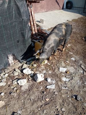 Porci  de vinzare - imagine 2