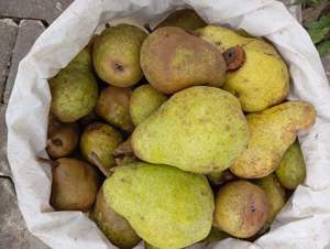 Palinca de pere williams - imagine 3