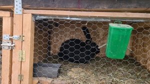 Iepuri urias german - imagine 3 Iepuri urias german - imagine 3