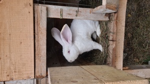 Iepuri urias german - imagine 4 Iepuri urias german - imagine 4