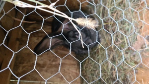 Iepuri urias german - imagine 2 Iepuri urias german - imagine 2