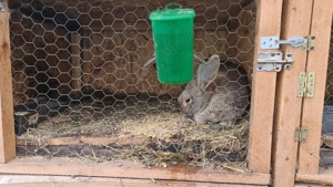 Iepuri urias german - imagine 5 Iepuri urias german - imagine 5