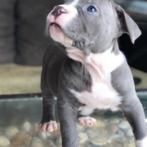 Vand  cateiamstaff blue  - imagine 2