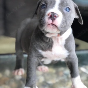 Vand catei amstaff blue 