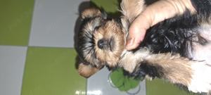 yorkshire terrier 