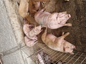 Vând porci de carne