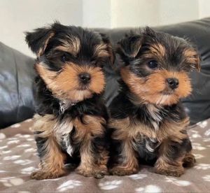 Puiuti Yorkshire Terrier mini toy