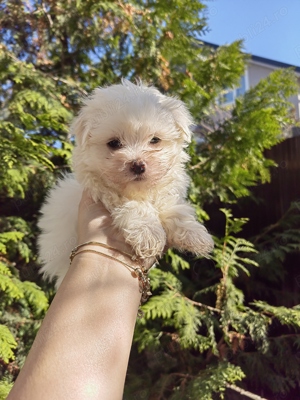 Pui Bichon Maltez Mini - imagine 3