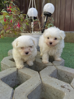 Pui Bichon Maltez Mini - imagine 5