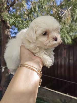 Pui Bichon Maltez Mini - imagine 2