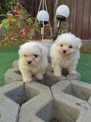 Pui Bichon Maltez Mini