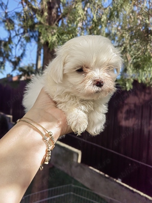 Pui Bichon Maltez Mini - imagine 4