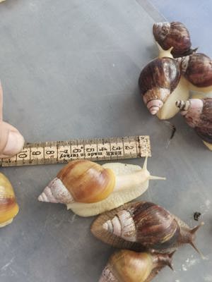 Melcii Africani Gigant - imagine 4