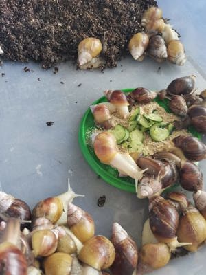 Melcii Africani Gigant - imagine 5