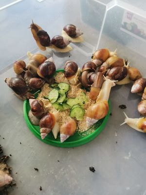 Melcii Africani Gigant - imagine 3