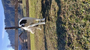 Ciobănesc de Bucovina  - imagine 2 Ciobănesc de Bucovina  - imagine 2