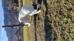 Ciobănesc de Bucovina  - imagine 3 Ciobănesc de Bucovina  - imagine 3