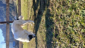 Ciobănesc de Bucovina  - imagine 4 Ciobănesc de Bucovina  - imagine 4