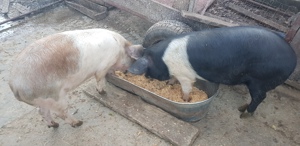 Porci de la 85kg-180kg - imagine 4