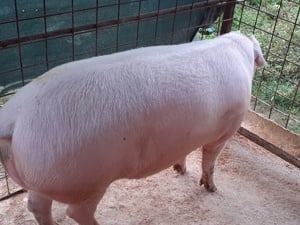 Porci de vânzare.  - imagine 5