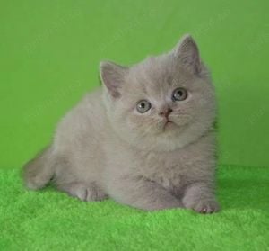 british shortair lila!