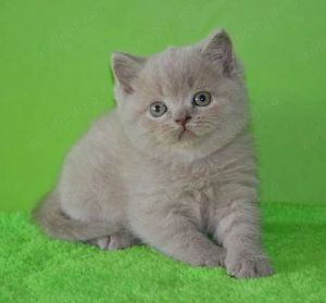 british shortair lila! - imagine 4