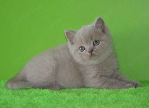 british shortair lila! - imagine 3