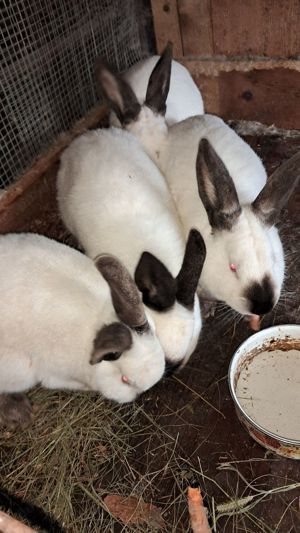 Iepuri de vanzare - Orastie - Beriu - imagine 4