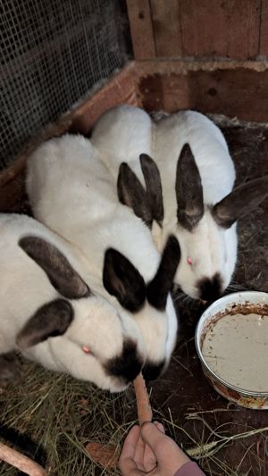 Iepuri de vanzare - Orastie - Beriu - imagine 3