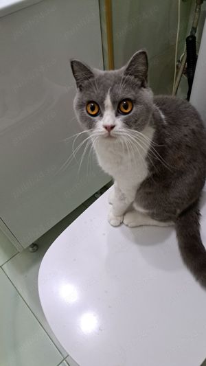 Bona canina și felina! - imagine 2